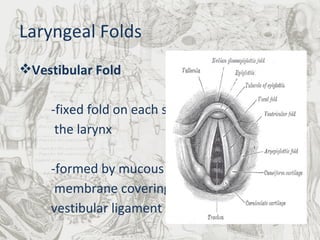 Laryngeal Folds Vestibular Fold -fixed fold on each side of   the larynx -formed by mucous   membrane covering the vestibular ligament -vascular and pink in   color 