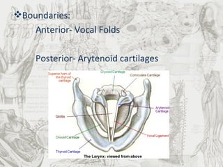 Boundaries: Anterior- Vocal Folds Posterior- Arytenoid cartilages 