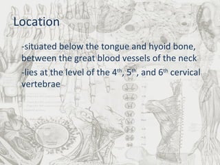 Location -situated below the tongue and hyoid bone, between the great blood vessels of the neck -lies at the level of the 4 th , 5 th , and 6 th  cervical vertebrae 