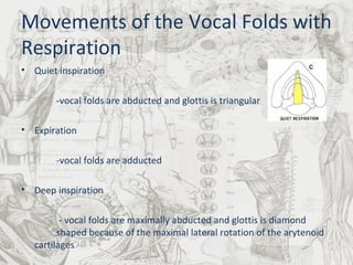 Movements of the Vocal Folds with Respiration Quiet inspiration  -vocal folds are abducted and glottis is triangular Expiration  -vocal folds are adducted Deep inspiration   - vocal folds are maximally abducted and glottis is diamond  shaped because of the maximal lateral rotation of the arytenoid cartilages 