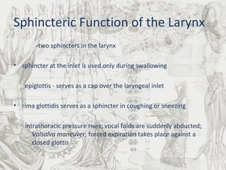 Sphincteric Function of the Larynx -two sphincters in the larynx sphincter at the inlet is used only during swallowing  epiglottis - serves as a cap over the laryngeal inlet rima glottidis serves as a sphincter in coughing or sneezing intrathoracic pressure rises; vocal folds are suddenly abducted;  Valsalva maneuver , forced expiration takes place against a closed glottis 