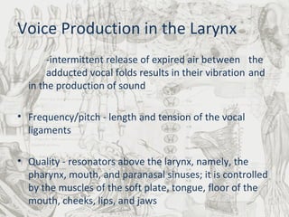Voice Production in the Larynx - intermittent release of expired air between  the  adducted vocal folds results in their vibration  and in the production of sound Frequency/pitch - length and tension of the vocal ligaments Quality - resonators above the larynx, namely, the pharynx, mouth, and paranasal sinuses; it is controlled by the muscles of the soft plate, tongue, floor of the mouth, cheeks, lips, and jaws  