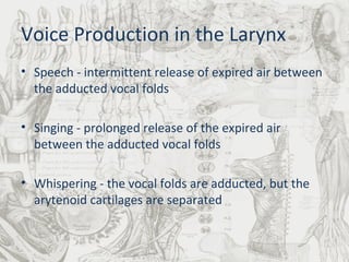 Voice Production in the Larynx Speech - intermittent release of expired air between the adducted vocal folds  Singing - prolonged release of the expired air between the adducted vocal folds Whispering - the vocal folds are adducted, but the arytenoid cartilages are separated 