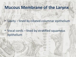 Mucous Membrane of the Larynx Cavity – lined by ciliated columnar epithelium  Vocal cords – lined by stratified squamous epithelium 