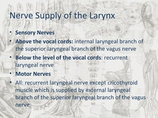 Nerve Supply of the Larynx Sensory Nerves Above the vocal cords:  internal laryngeal branch of the superior laryngeal branch of the vagus nerve Below the level of the vocal cords : recurrent laryngeal nerve Motor Nerves All: recurrent laryngeal nerve except cricothyroid muscle which is supplied by external laryngeal branch of the superior laryngeal branch of the vagus nerve 