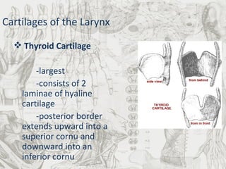 Cartilages of the Larynx Thyroid Cartilage -largest  -consists of 2 laminae of hyaline cartilage -posterior border extends upward into a superior cornu and downward into an  inferior cornu 
