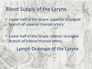 Blood Supply of the Larynx Upper half of the larynx: superior laryngeal branch of superior thyroid artery Lower half of the larynx: inferior laryngeal branch of inferior thyroid artery - deep cervical lymph nodes Lymph Drainage of the Larynx 