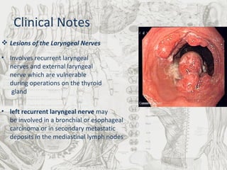 Lesions of the Laryngeal Nerves Involves recurrent laryngeal  nerves and external laryngeal  nerve which are vulnerable during operations on the thyroid   gland left recurrent laryngeal nerve  may  be involved in a bronchial or esophageal carcinoma or in secondary metastatic  deposits in the mediastinal lymph nodes Clinical Notes 