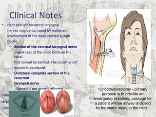 right and left recurrent laryngeal  nerves may be damaged by malignant  involvement of the deep cervical lymph  nodes Section of the external laryngeal nerve   - weakness of the voice because the vocal fold cannot be tensed. The cricothyroid  muscle is paralyzed  Unilateral complete section of the recurrent  laryngeal nerve - Speech is not greatly affected - Bilateral complete section of the recurrent  laryngeal nerve   - Breathing is impaired; speech is lost  Clinical Notes Cricothyroidotomy - primary purpose is to provide an emergency breathing passage for a patient whose airway is closed by traumatic injury to the neck.  