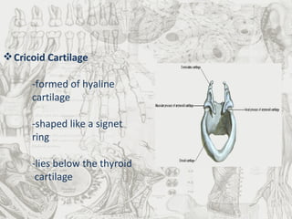 Cricoid Cartilage -formed of hyaline  cartilage -shaped like a signet  ring -lies below the thyroid   cartilage 