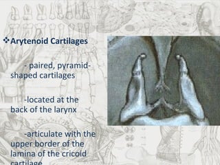 Arytenoid Cartilages - paired,  pyramid-shaped cartilages  -located at the back of the larynx -articulate with the upper border of the lamina of the cricoid cartilage 