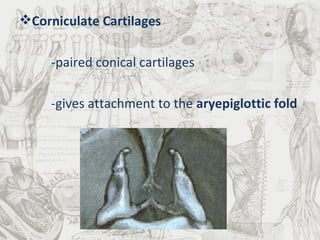Corniculate Cartilages -paired conical cartilages -gives attachment to the  aryepiglottic fold 