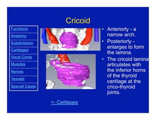 the_larynx.pdf ENT larynx muscles ppt seminar | PDF