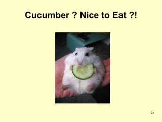 Cucumber ? Nice to Eat ?!




                            22
 