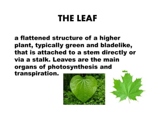 THE LEAF 
a flattened structure of a higher 
plant, typically green and bladelike, 
that is attached to a stem directly or 
via a stalk. Leaves are the main 
organs of photosynthesis and 
transpiration. 
 