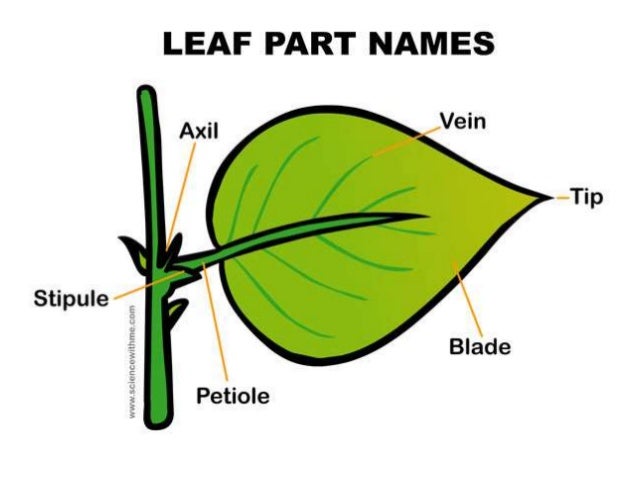 The leaf ---Leaf Maargin