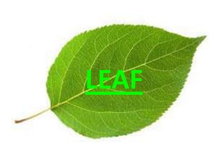 The leaf | PPTX