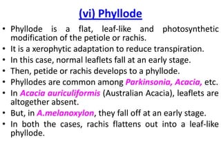 The leaf | PPTX