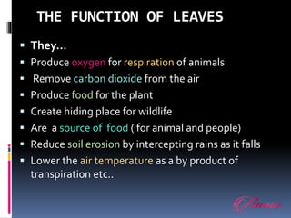 THE FUNCTION OF LEAVES
 They…
 Produce oxygen for respiration of animals
 Remove carbon dioxide from the air
 Produce food for the plant
 Create hiding place for wildlife
 Are a source of food ( for animal and people)
 Reduce soil erosion by intercepting rains as it falls
 Lower the air temperature as a by product of
transpiration etc..
 