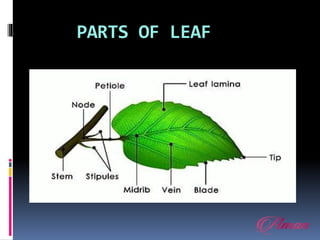 PARTS OF LEAF
 