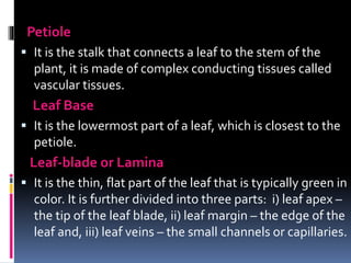 .
Petiole
 It is the stalk that connects a leaf to the stem of the
plant, it is made of complex conducting tissues called
vascular tissues.
Leaf Base
 It is the lowermost part of a leaf, which is closest to the
petiole.
Leaf-blade or Lamina
 It is the thin, flat part of the leaf that is typically green in
color. It is further divided into three parts: i) leaf apex –
the tip of the leaf blade, ii) leaf margin – the edge of the
leaf and, iii) leaf veins – the small channels or capillaries.
 