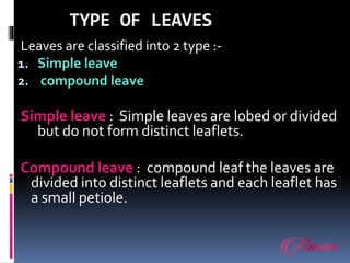TYPE OF LEAVES
Leaves are classified into 2 type :-
1. Simple leave
2. compound leave
Simple leave : Simple leaves are lobed or divided
but do not form distinct leaflets.
Compound leave : compound leaf the leaves are
divided into distinct leaflets and each leaflet has
a small petiole.
 