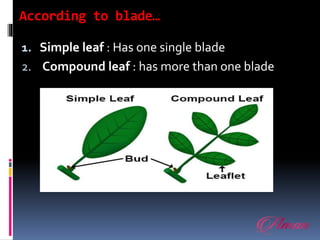 According to blade…
1. Simple leaf : Has one single blade
2. Compound leaf : has more than one blade
 