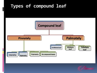 Types of compound leaf
 