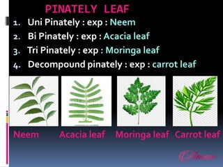 PINATELY LEAF
1. Uni Pinately : exp : Neem
2. Bi Pinately : exp : Acacia leaf
3. Tri Pinately : exp : Moringa leaf
4. Decompound pinately : exp : carrot leaf
Neem Acacia leaf Moringa leaf Carrot leaf
 