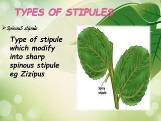 Stipule Machine phytography | PPTX
