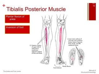 The leg | PPTX