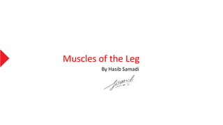 Muscles of the Leg
By Hasib Samadi
 