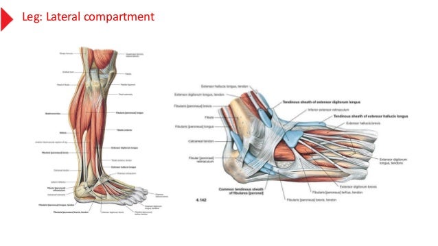 anatomy of the leg muscles