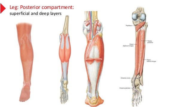 Anatomy Of The Leg Muscles