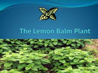 The Lemon Balm PlantNick M Gold 