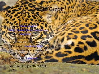 Photo Credit` Image: ' Male leopard ' http://www.flickr.com/photos/15745225@N00/1746854414 Image: ' Leopard ' http://www.flickr.com/photos/15745225@N00/693175543Image: ' medium kitty ' http://www.flickr.com/photos/44124348109@N01/2230053Image: ' Leopard ' http://www.flickr.com/photos/15745225@N00/2442839577