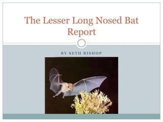 By Seth Bishop The Lesser Long Nosed Bat Report 