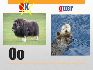 Oo
ox otter