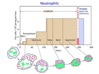 Neutrophils
 