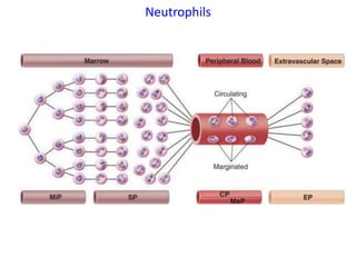 Neutrophils
 