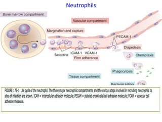 Neutrophils
 