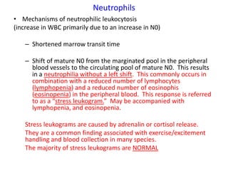 Neutrophils
• Mechanisms of neutrophilic leukocytosis
(increase in WBC primarily due to an increase in N0)

    – Shortened marrow transit time

    – Shift of mature N0 from the marginated pool in the peripheral
      blood vessels to the circulating pool of mature N0. This results
      in a neutrophilia without a left shift. This commonly occurs in
      combination with a reduced number of lymphocytes
      (lymphopenia) and a reduced number of eosinophis
      (eosinopenia) in the peripheral blood. This response is referred
      to as a “stress leukogram.” May be accompanied with
      lymphopenia, and eosinopenia.

    Stress leukograms are caused by adrenalin or cortisol release.
    They are a common finding associated with exercise/excitement
    handling and blood collection in many species.
    The majority of stress leukograms are NORMAL
 