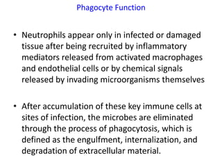 Phagocyte Function


• Neutrophils appear only in infected or damaged
  tissue after being recruited by inflammatory
  mediators released from activated macrophages
  and endothelial cells or by chemical signals
  released by invading microorganisms themselves

• After accumulation of these key immune cells at
  sites of infection, the microbes are eliminated
  through the process of phagocytosis, which is
  defined as the engulfment, internalization, and
  degradation of extracellular material.
 