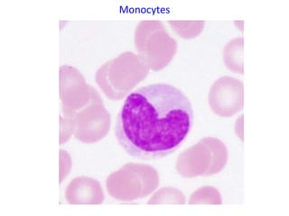 Monocytes
 