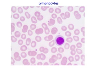 Lymphocytes
 