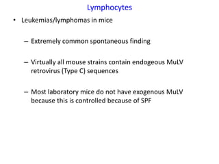 Lymphocytes
• Leukemias/lymphomas in mice

   – Extremely common spontaneous finding

   – Virtually all mouse strains contain endogeous MuLV
     retrovirus (Type C) sequences

   – Most laboratory mice do not have exogenous MuLV
     because this is controlled because of SPF
 
