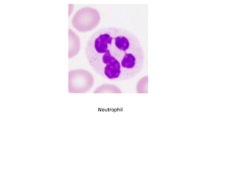 Neutrophil
 