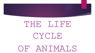 THE LIFE
CYCLE
OF ANIMALS
 