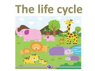 The life cycle
 