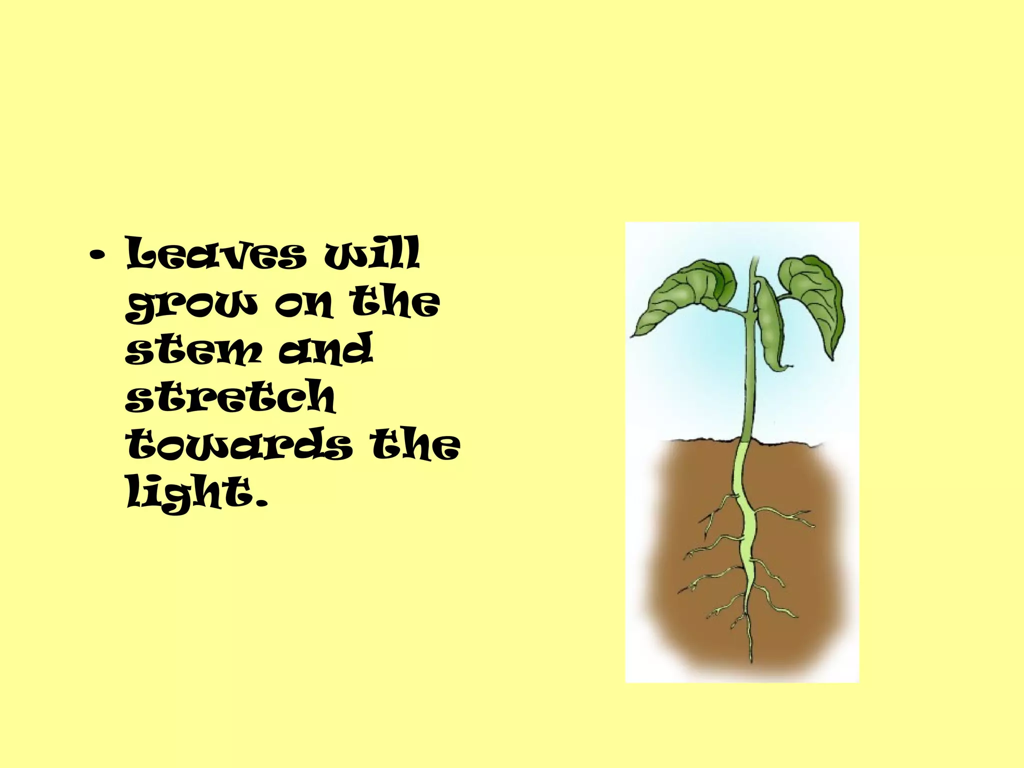 The life cycle of a bean plant (science) PPT